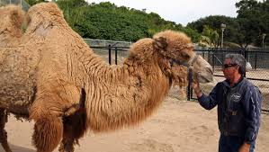 The political genius of abraham lincoln. Meet Kenji A Bactrian Camel