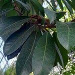 Image result for Ficus saussureana