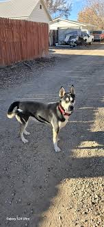 Mesa county lost and found pets