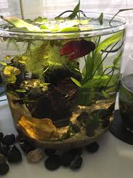 Betta Need 2 5 Gallons A Place To Hide Temperatures Of 72 80 Degrees Fahrenheit And A Filter This Doesn T Provide Any Of Those Aquarios Incriveis