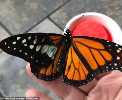 zoo volunteer uses glue to help an injured insect after