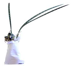 Image result for Oeceoclades decaryana