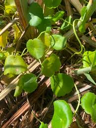 Image result for Hydrocotyle bonariensis