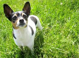 Rat Terrier Dog Breed Information Pictures Characteristics