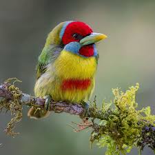 Image result for Basananthe pseudostipulata