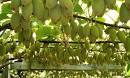 Kiwifruit - , 