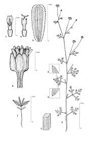 Image result for Chrysanthellum