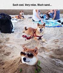 Doge On Beach Day Cute Dogs Cute Animals Funny Dogs