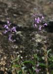 Image result for Syncolostemon linearis