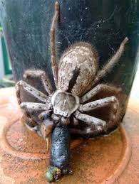 None of our indigenous nz spiders are actually dangerous to humans. 21 Arab Pest Blog Posts Ideas Pest Control Pests Pictures Of Insects