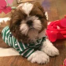 Check spelling or type a new query. Cute Shih Tzu Puppies Available Now For Adoption Shih Tzu Puppies For Sale In Iowa City Facebook