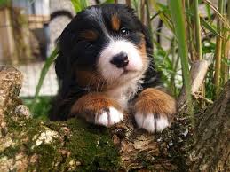 Berner Sennenhund Welpen Einfach Zum Liebhaben Berner Sennenhund Welpe Hunde Fotos Und Hunde