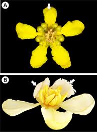 Image result for Acridocarpus chloropterus