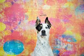 Qpaint brisbane painters have been in the brisbane painting industry for over 35 years. Best Friends Animal Rescue