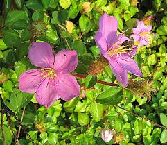 Image result for Heterotis rotundifolia