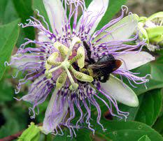 Passiflora Incarnata 15x Extract 4 Grams 8 Capsules In 2020 Passion Flower Dry Plants Passiflora