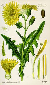 Image result for Sonchus luxurians