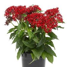 Image result for Pentas schumanniana