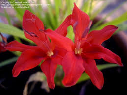 Image result for Freesia grandiflora