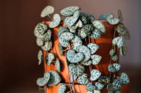 Image result for Ceropegia circinata