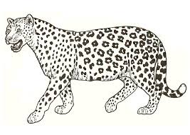 Home » coloring pages » 75 magnificent snow leopard coloring pages. Leopard Coloring Pages Coloring Home