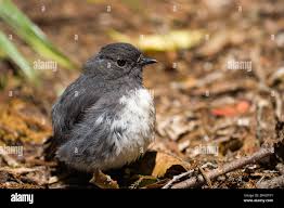 New zealand robin petroica australis -Fotos und -Bildmaterial in hoher  Auflösung