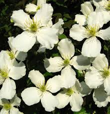 A vigorous deciduous climber, in late spring it is covered with a mass of small blooms for a period of about four weeks. Berg Waldrebe Grandiflora Clematis Montana Grandiflora Gunstig Online Kaufen