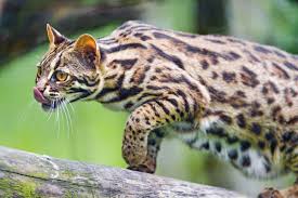 We are pleased to offer you bengal cats with unique appearance and perfect temperament. The Joys And Hazards Of Living With A Pet Bengal Cat Pethelpful By Fellow Animal Lovers And Experts