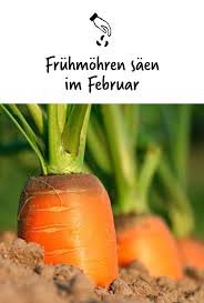 Immer Wieder Uberrascht Der Hinweis Dass Man Schon Im Februar Fruhmohren Ins Freiland Saen Soll Da Mohren In Der Regel Sehr La Mohren Bio Saatgut Gartentipps
