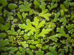 Image result for Azolla