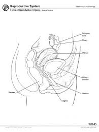 Feel free to browse at our anatomy categories and we hope. Uterus Anatomy Overview Gross Anatomy Natural Variants