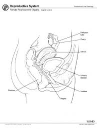 Feel free to browse at our anatomy categories and we hope. Uterus Anatomy Overview Gross Anatomy Natural Variants