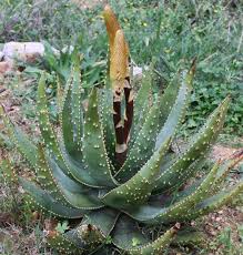 Image result for Aloe aculeata × excelsa