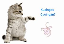Pernah tak jadi macam ni? Kucing Cacingan Penyebab Ciri Ciri Dan Cara Mengobatinya