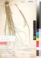 Image result for Melinis subglabra