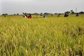 Gambar sawah padi di kampung. Dinas Pertanian Cetak Seribu Hektare Lahan Sawah Baru Tahun Ini Republika Online