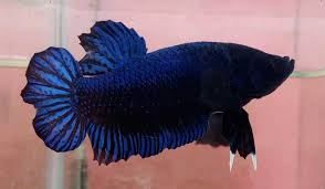 Reza gangs 2.373 views7 months ago. Halfmoon Plakat Koi Betta Appartement Saint Avold