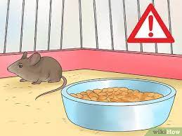 3 Ways To Care For An Injured Pet Mouse Wikihow