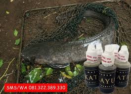 Umpan Ikan Lele Galatama Dengan Essen Katilayu Essen Ikan