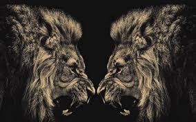 1080p Black And White Lion Wallpaper Trends For Hd 1080p Full Screen 4k Ultra Hd Lion Wallpaper Images In 2020 Lion Wallpaper Lion Hd Wallpaper Animal Wallpaper