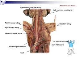 Name the blood vessels (veins and arteries) as they go from the heart into the thorax. Cat Dissection Lab Labeled Images