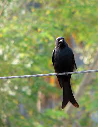Bronze Drongo Bird - Finge Pakhi | Bronze Drongo Bird - Fing… | Flickr