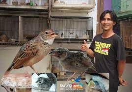 Burung branjangan merupakan burung yang bisa dikatakan luar biasa dan memiliki keunikan tersendiri. Hasan Tnt Peternak Branjangan Purwokerto Sudah Hasilkan Lebih 300 Anakan Harga Mulai 9 Juta Harus Rela Inden Burungnews