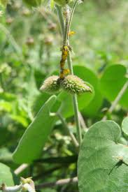 Image result for Pergularia daemia