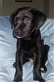 We did not find results for: Casey S Safe Haven Dog Adoption Event Geneva Il Patch