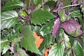 Daun dewa adalah obat tradisional yang sudah lama digunakan untuk berbagai penyakit; Daun Dewa Dari Antidiabet Hingga Antikanker Satu Harapan