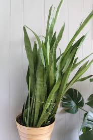 We did not find results for: Plant Portrait Snake Plants Leaf And Paw