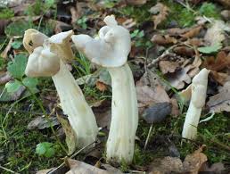 Check spelling or type a new query. Helvella Crispa White Saddle Fungus