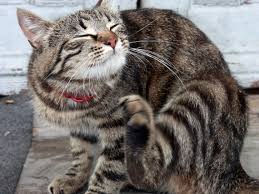 Check spelling or type a new query. 5 Golden Rules To Fight Fleas On Your Pets In The Environment North Canterbury Vet Clinics