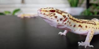 Check spelling or type a new query. How To Tame A Leopard Gecko 8 Useful Tips Reptileprofy